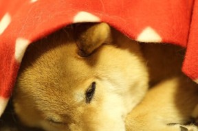 乐鱼体育app入口-滑行段速度控制技术研究，滑行速度限制