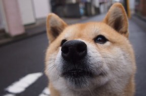 乐鱼体育下载入口-跳水动作完成度高波兰获好评，波兰跳高运动员