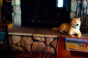 乐鱼体育app网址-CBA球队强化教练团队配备，cba教练兼球员