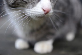 乐鱼体育官网入口-青训体系注重选材与培养结合，青训的重要性