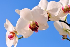 乐鱼体育app官方入口-蛙泳技术分段排名与最终成绩高度相关，蛙泳分数