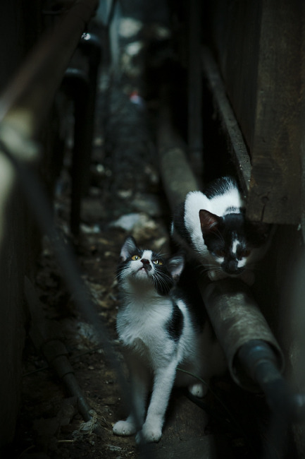 五大联赛中场组合是否趋于一控一防搭配，五大联赛中锋