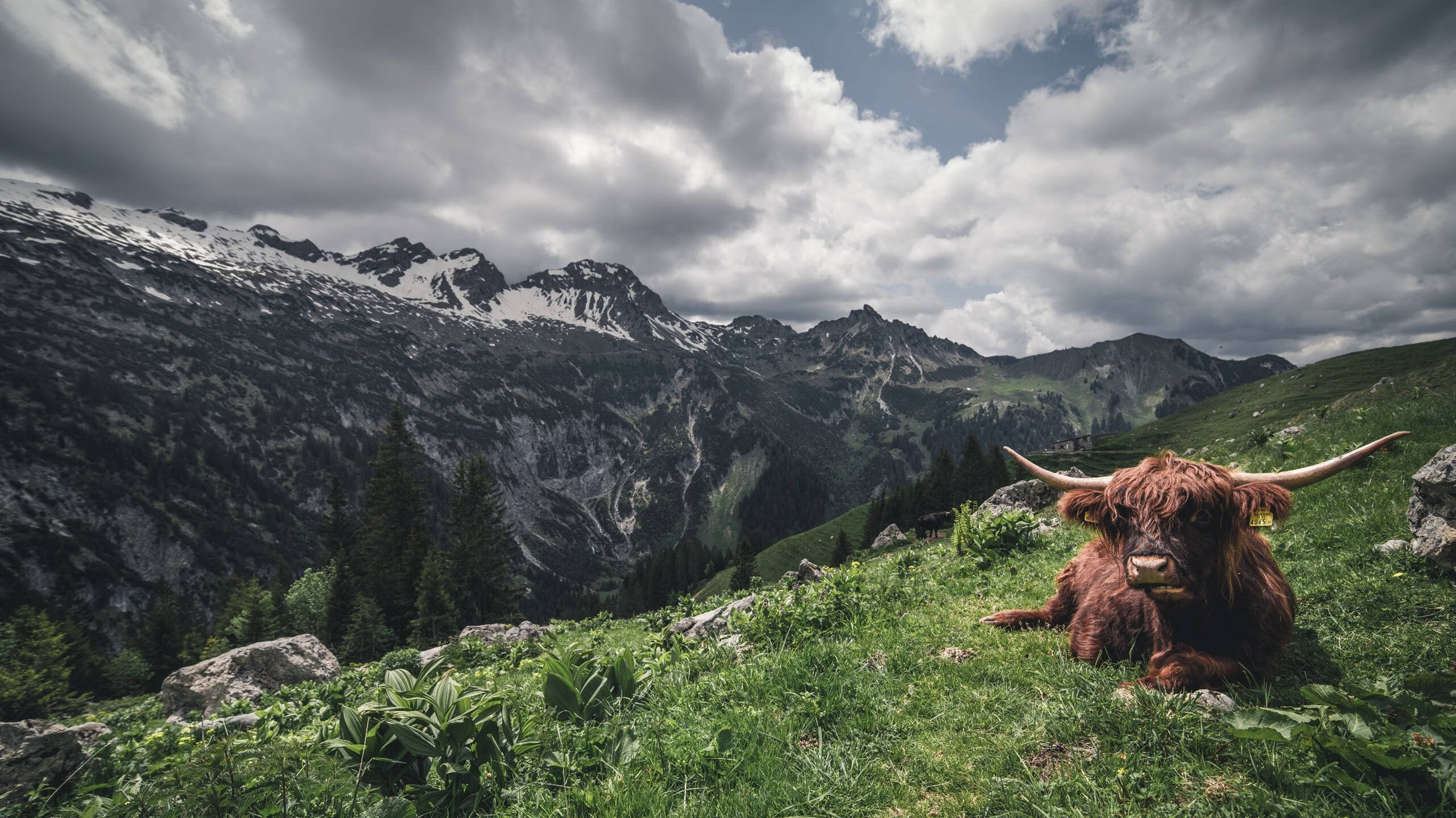 埃弗顿锋线冲击制造持续射门机会，埃弗顿强吗