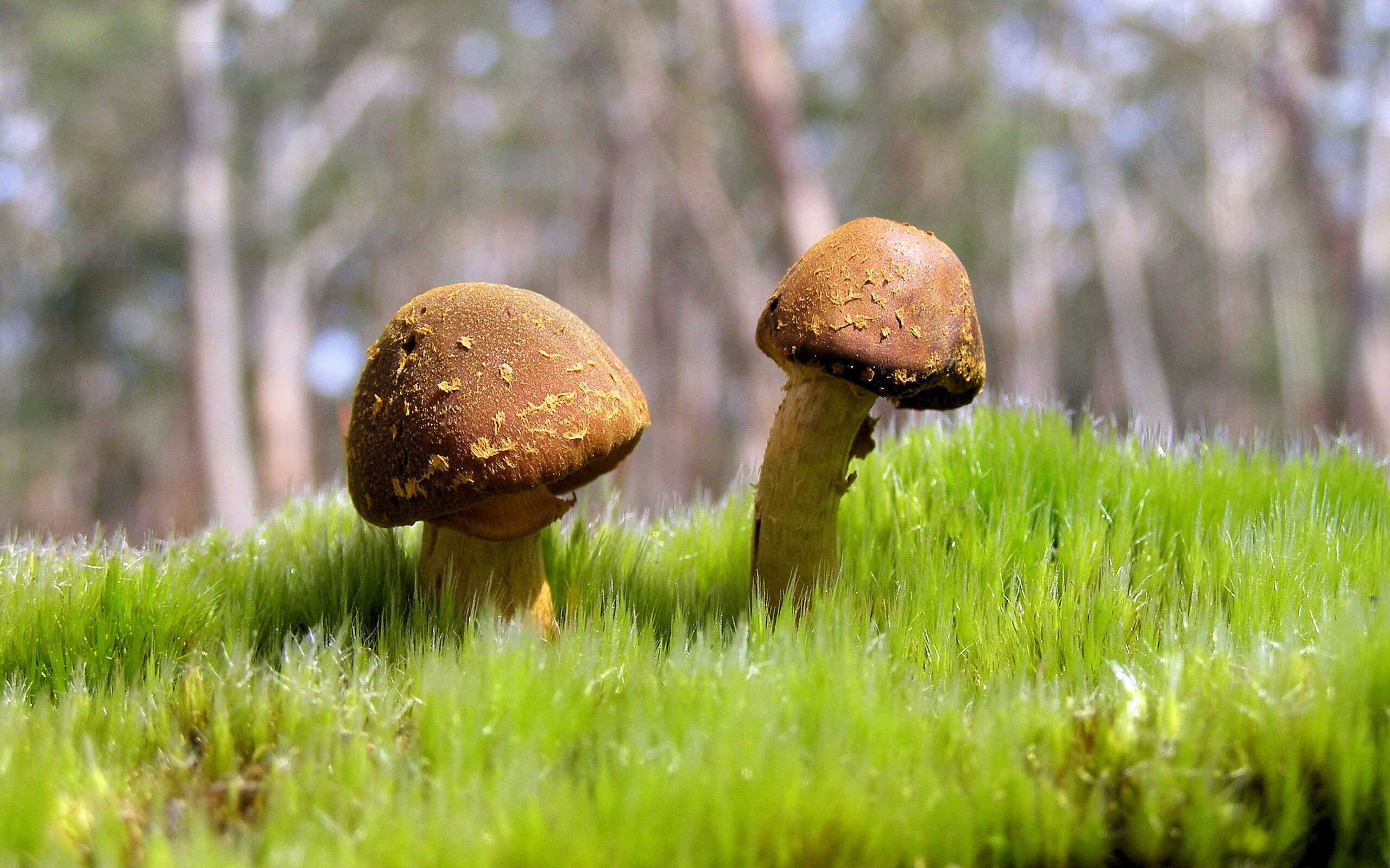 沃尔夫斯堡边中联动造成持续威胁，沃尔夫斯堡市