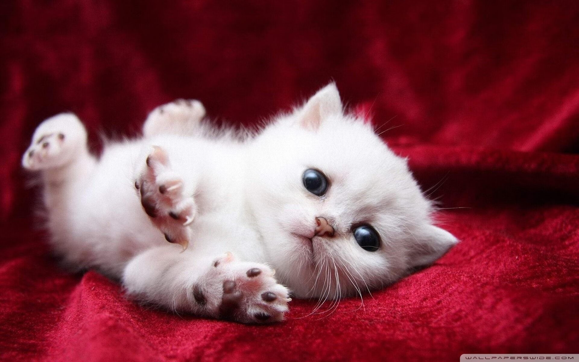 波兰队赛场表现剖析：如何在国际乒联混合团体世界杯中应对挑战