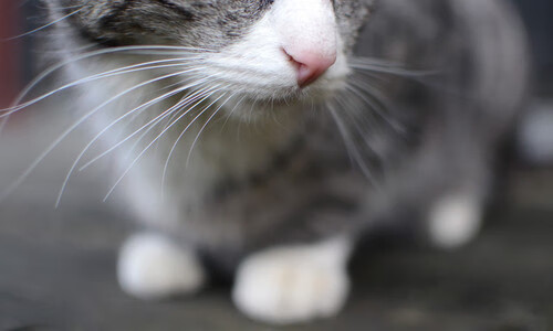 青训体系注重选材与培养结合，青训的重要性